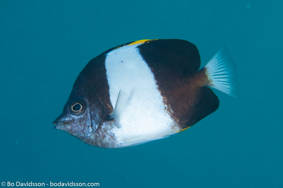BD-130713-Maldives-0435-Hemitaurichthys-zoster-(Bennett.-1831)-[Brown-and-white-butterflyfish].jpg